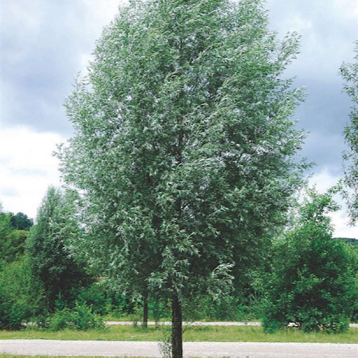 Ива белая (Salix alba) - фото 5057