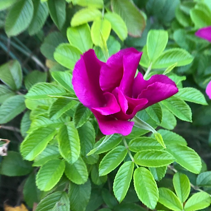 Роза морщинистая (Rosa rugosa) - фото 5109
