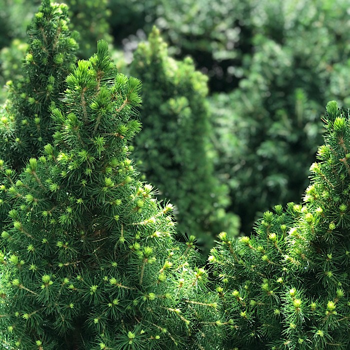 Ель белая Коника (лат. Picea glauca Conica) - фото 5151