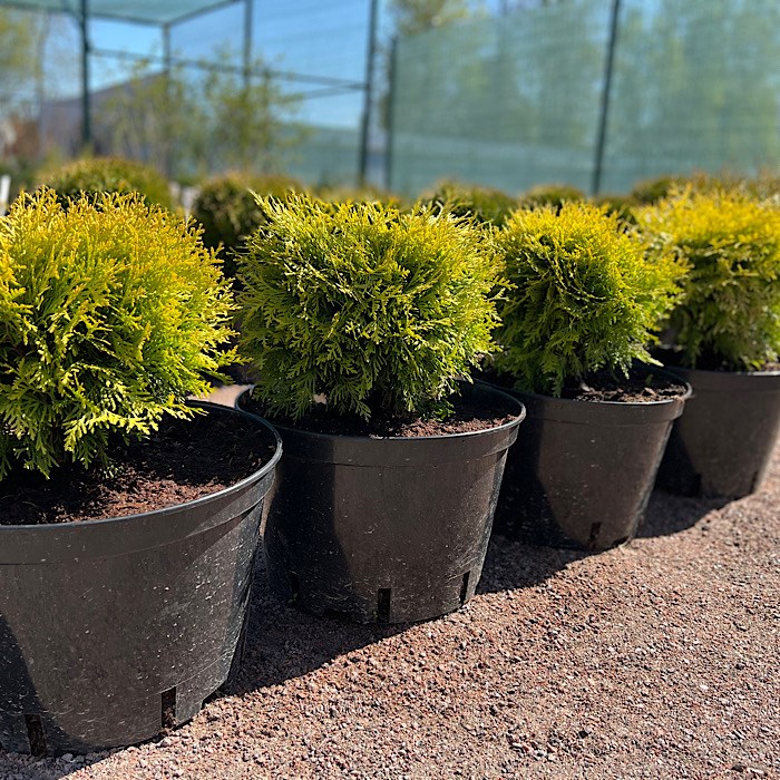 Туя западная Хозери (Thuja occidentalis Hoseri) | Ракита. Питомник растений
