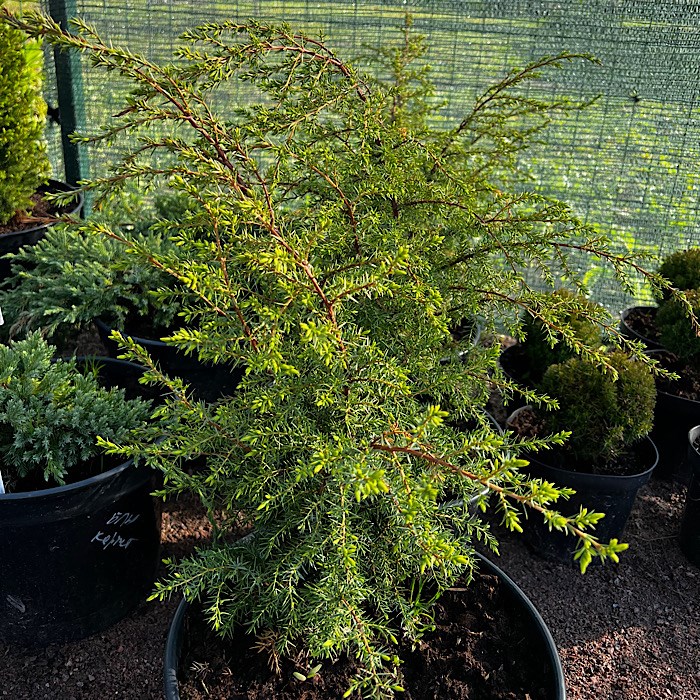 Можжевельник обыкновенный Хиберника (лат. Juniperus communis Hibernica) - фото 5210