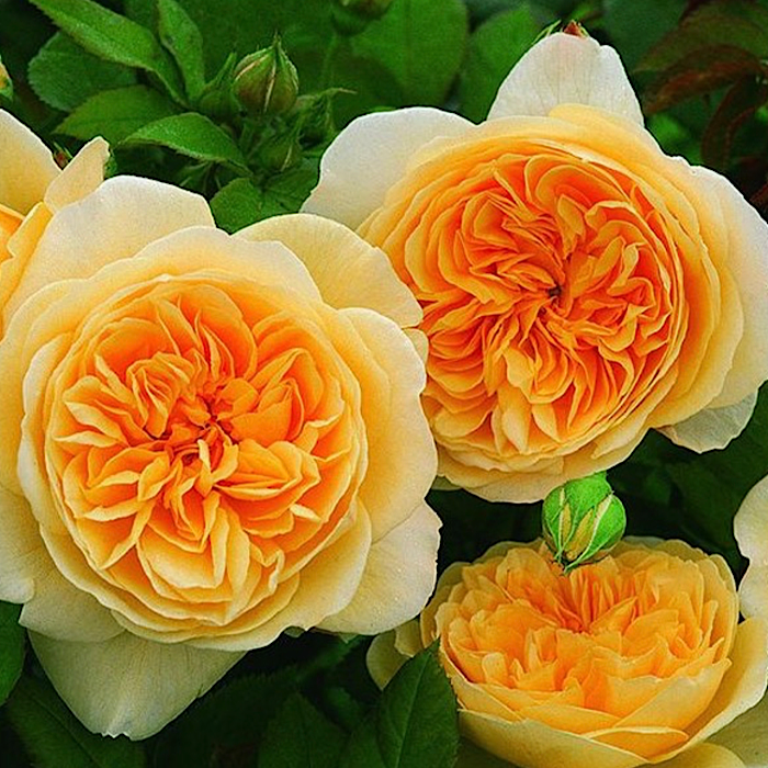 Роза английская Тизин Джорджия - фото 5224