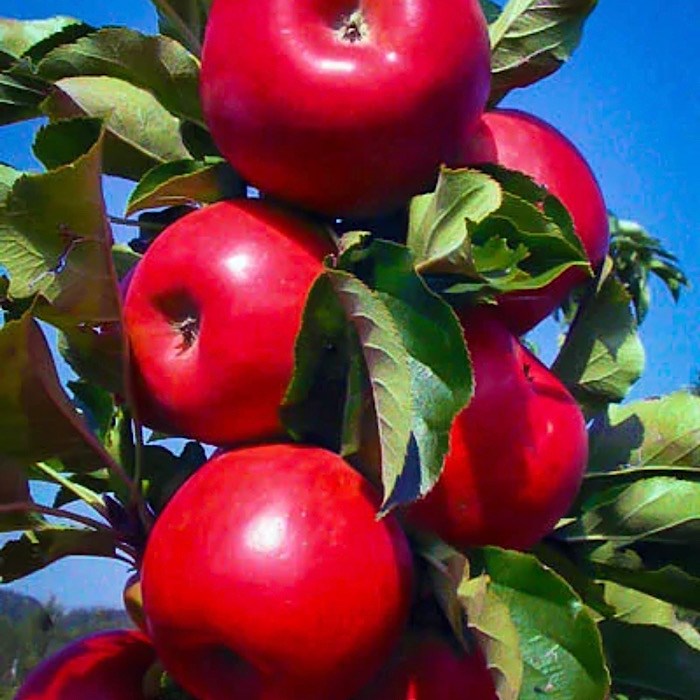 Яблоня колонновидная Арбат - фото 5238