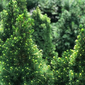 {{photo.Alt || photo.Description || 'Ель белая Коника (лат. Picea glauca Conica)'}}