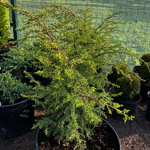 Можжевельник обыкновенный Хиберника (лат. Juniperus communis Hibernica) Можжевельник обыкновенный Хиберника (лат. Juniperus communis Hibernica)