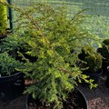 Можжевельник обыкновенный Хиберника (лат. Juniperus communis Hibernica) - фото 5210