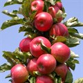 Яблоня колонновидная Останкино - фото 5233