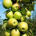 Яблоня колонновидная Икша - фото 5235