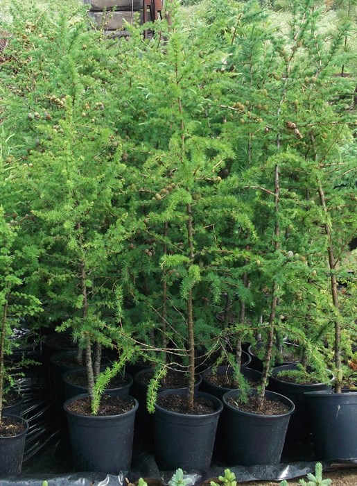 Лиственница сибирская (Larix sibirica) Larix-sibirica - фото 4726