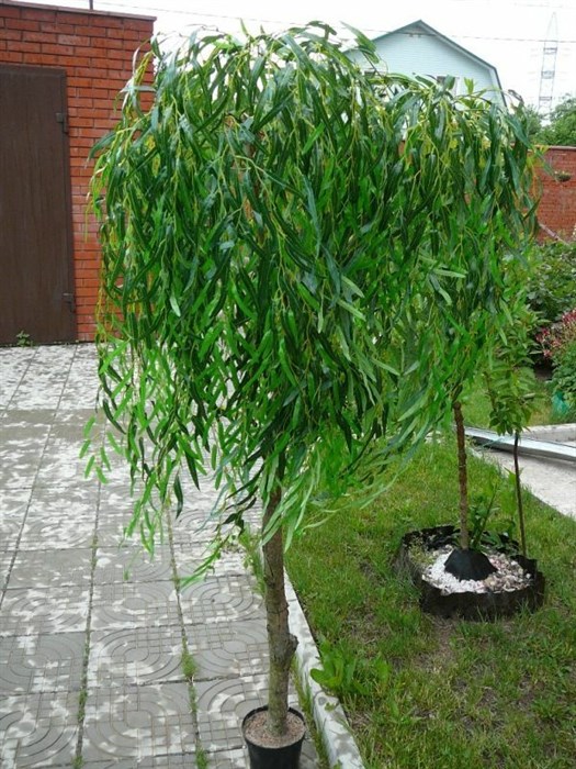Ива зеленая (Salix) Salix - фото 4760