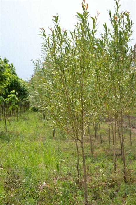 Ива прутовидная (Salix viminalis) Salix-viminalis - фото 4763