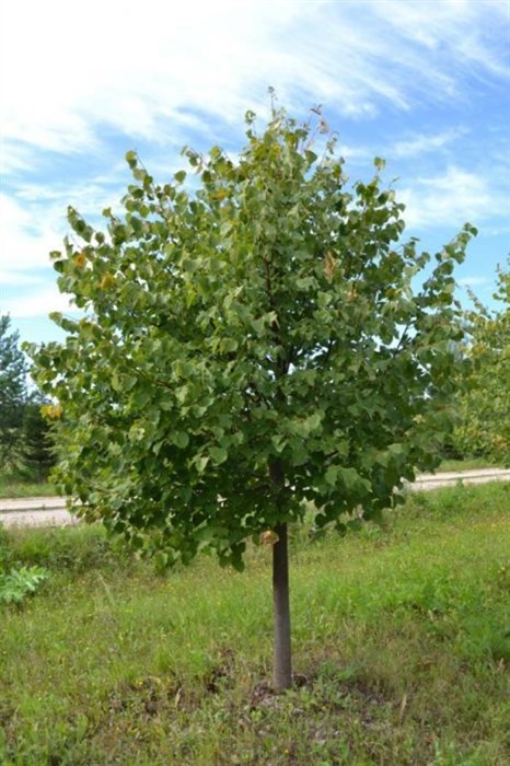 Липа сердцевидная  (Tilia cordata) Tilia-cordata1 - фото 4808