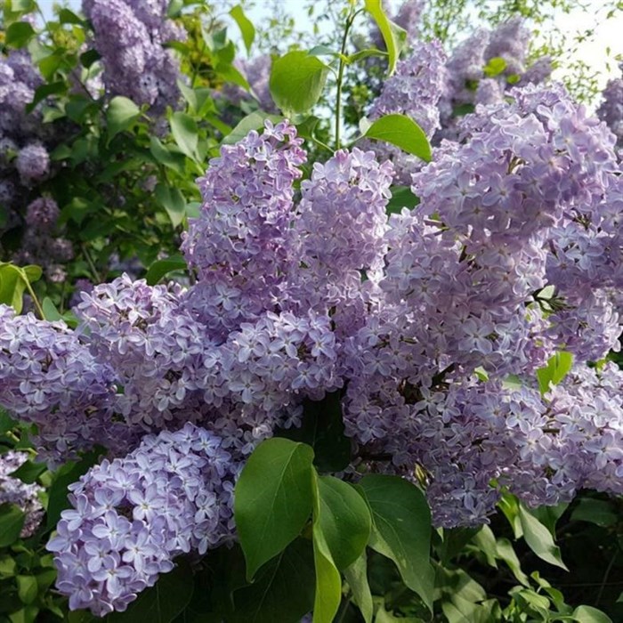 Сирень обыкновенная (Syringa vulgaris) Syringa-vulgaris - фото 4866