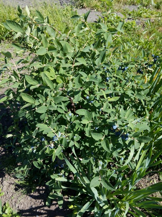 Жимолость обыкновенная (Lonicera xylosteum) Lonicera-xylosteum - фото 4877