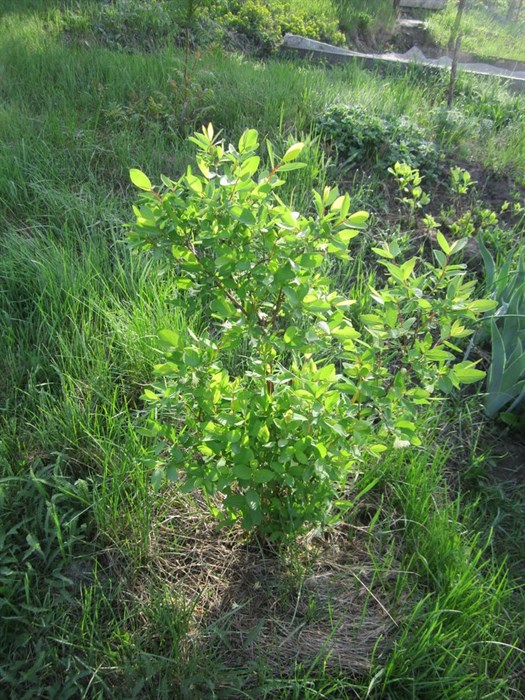 Жимолость голубая (Lonicera caerulea) Lonicera-caerulea - фото 4883