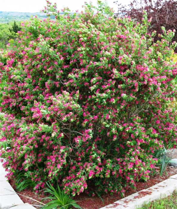 Жимолость татарская (Lonicera tatarica) Lonicera-tatarica - фото 4886