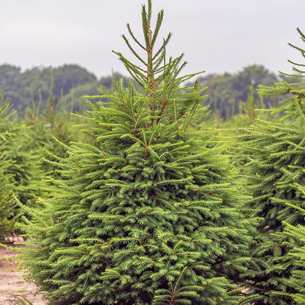 Ель обыкновенная (Picea abies) Picea-abies - фото 4949