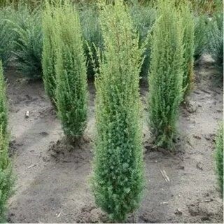 Можжевельник обыкновенный Арнольд (лат. Juniperus communis Arnold) 1804 - фото 4987