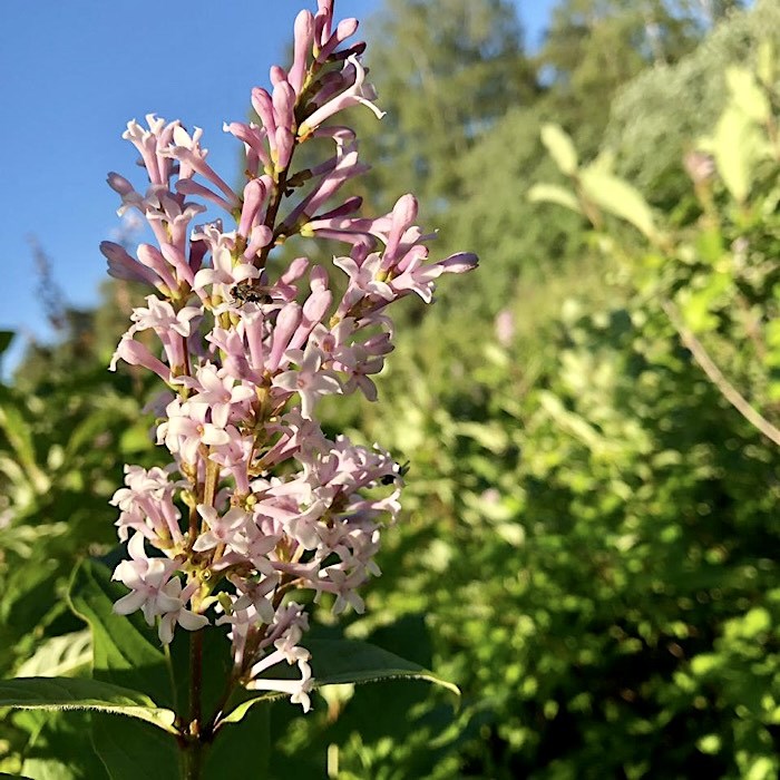 Сирень венгерская syringa josikaea фото