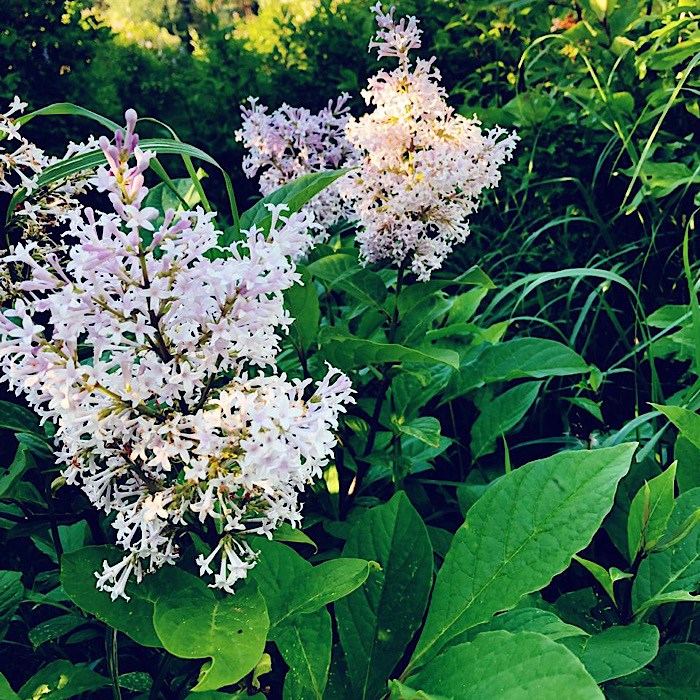 Сирень венгерская syringa josikaea фото