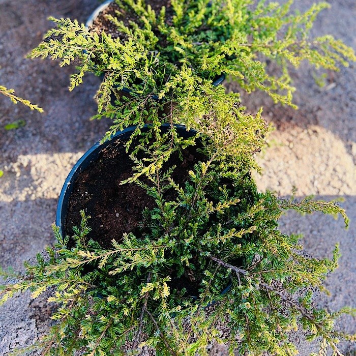 Можжевельник обыкновенный Репанда (лат. Juniperus communis Repanda) 1806 - фото 5177