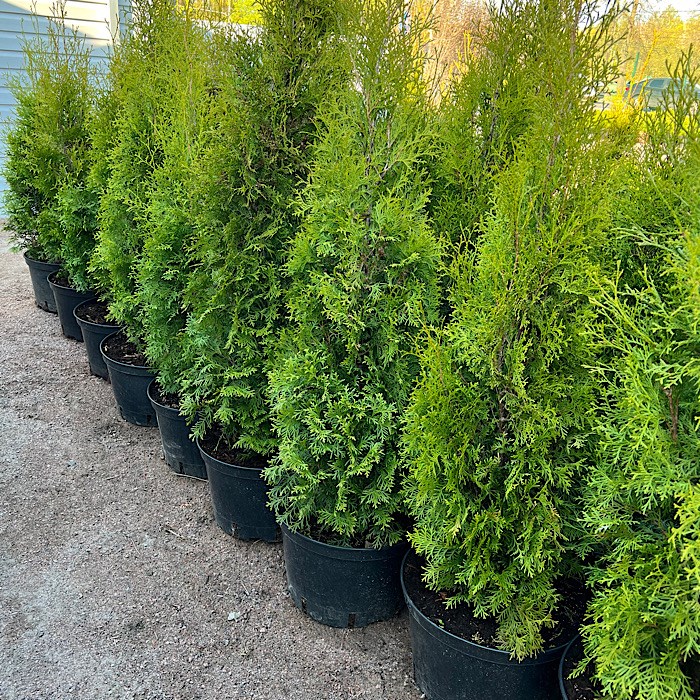 Туя западная Колумна (Thuja occidentalis Columna) 1817 - фото 5200
