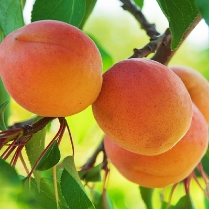 Абрикос Царский 1866