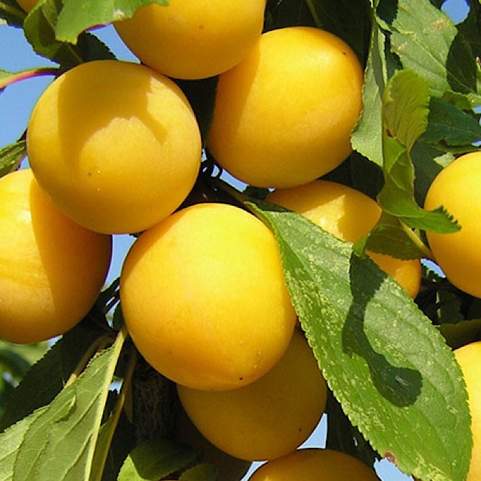 Алыча Злато скифов 1868