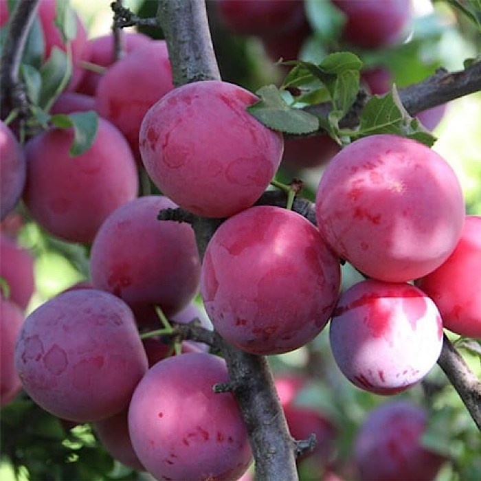 Алыча Кубанская комета (Русская слива) 1869