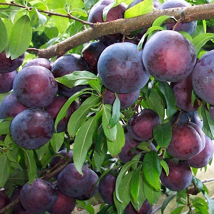 Алыча Шатёр 1872