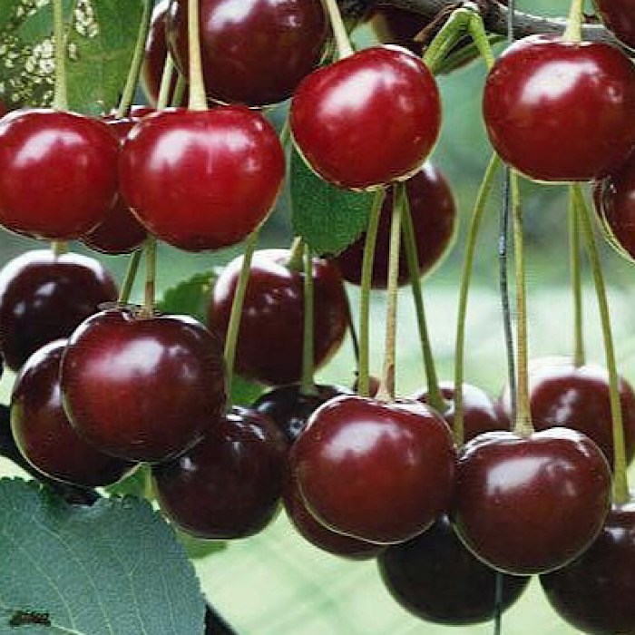 Вишня Молодёжная 1875