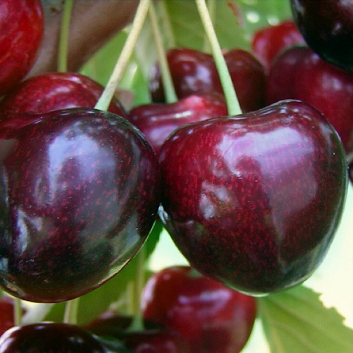 Дюк Игрушка 1891