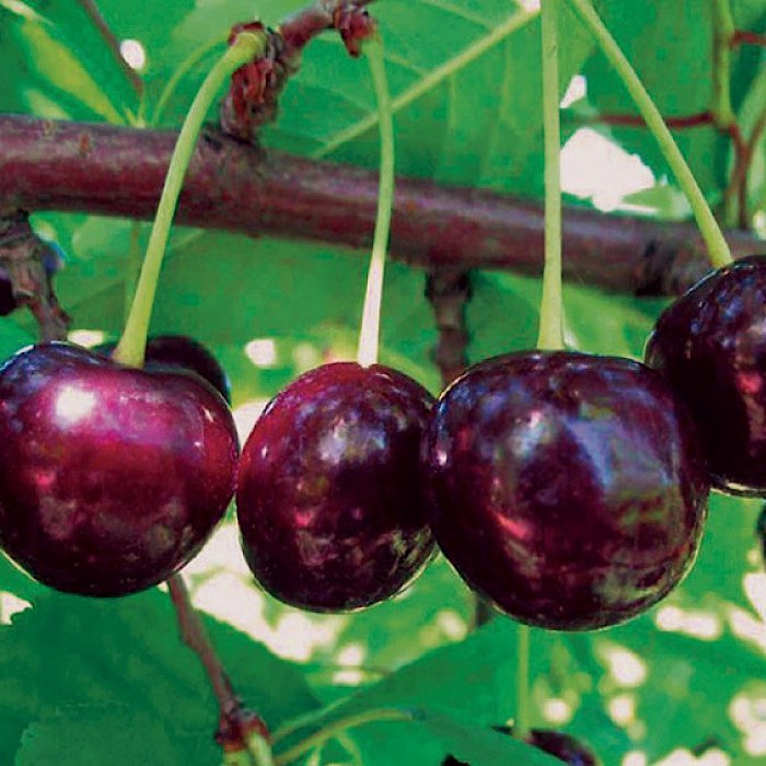 Дюк Надежда 1892