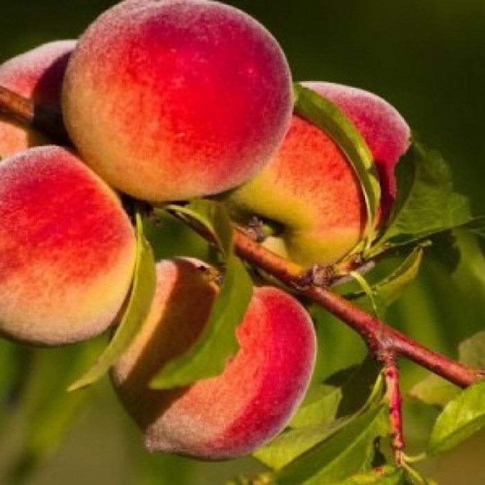 Персик Ред Хейвен (Редхевен, Редхавен, Ред Хевен) 1899