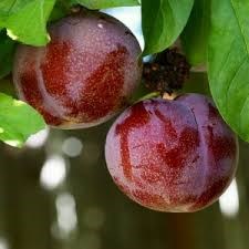 Шарафуга Белла Рояль 1919