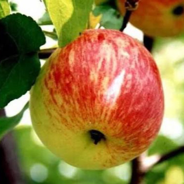 Яблоня Осеннее полосатое (Яблоня Штрейфлинг, Яблоня Штрифель) 1934