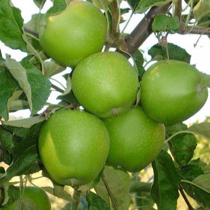 Яблоня Гренни Смит 1939