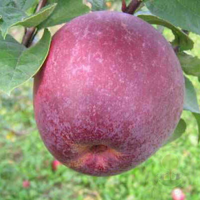 Яблоня Лобо 1941