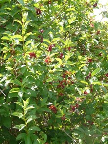 {{productViewItem.photos[photoViewList.activeNavIndex].Alt || productViewItem.photos[photoViewList.activeNavIndex].Description || 'Жимолость покрывальная (Lonicera involucrata)'}}