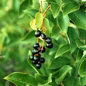 {{photo.Alt || photo.Description || 'Черёмуха обыкновенная'}}