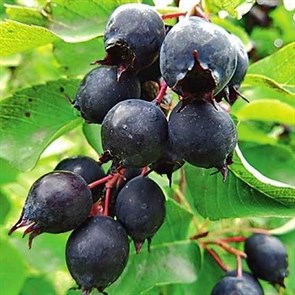 Ирга круглолистная (Amelanchier ovalis) Amelanchier-ovalis