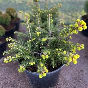 {{productViewItem.photos[photoViewList.activeNavIndex].Alt || productViewItem.photos[photoViewList.activeNavIndex].Description || 'Пихта корейская (лат. Abies Koreana)'}}