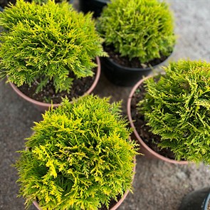 {{productViewItem.photos[photoViewList.activeNavIndex].Alt || productViewItem.photos[photoViewList.activeNavIndex].Description || 'Туя западная Даника (Thuja occidentalis Danica)'}}