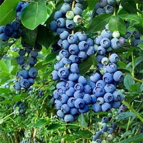 Голубика Эрли Блю (Vaccinium corymbosum “Early Blue”) 1851