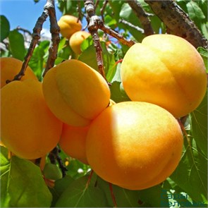 Абрикос Ананасный (Абрикос Шалах, Абрикос Цюрупинский) 1862