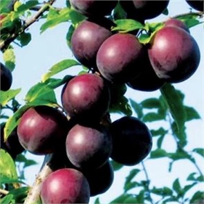 Абрикос Чёрный бархат (Гибрид абрикоса и алычи) 1865