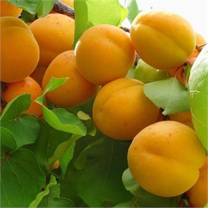 Абрикос Ульянихинский 1867