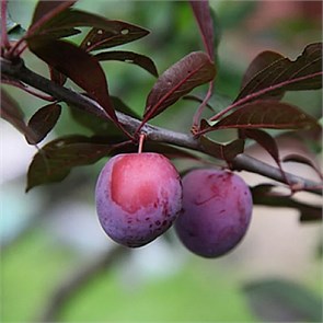 Алыча Лама 1870