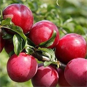 Алыча Несмеяна 1871