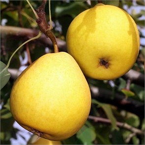Груша Лимонка 1878